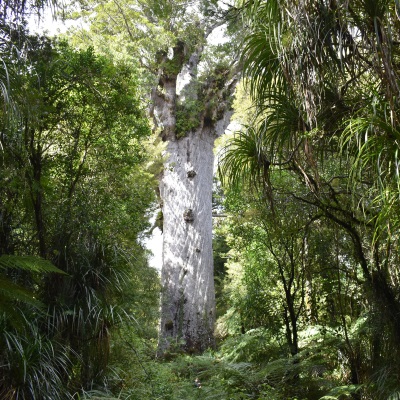 Tane Mahuta Energiequelle